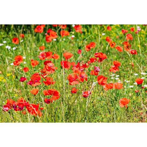 Italy-Apulia-Province of Bari Countryside with poppies